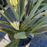 Phormium tenax 'Sea Jade'