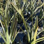 Phormium tenax 'Sea Jade' - Image 2