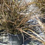 Phormium tenax 'Surfer Bronze'