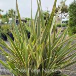 Phormium tenax 'Tiny Tiger'