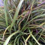 Phormium tenax 'Tom Thumb'