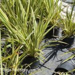 Phormium tenax 'Tony Tiger'