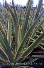 Phormium tenax 'Wings of Gold' - Image 2
