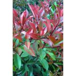 Photinia fraseri BUSH