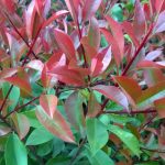 Photinia fraseri COLUMN