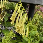 Phygelius 'Candy Drops Cream'