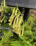 Phygelius 'Candy Drops Cream'