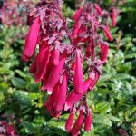 Phygelius 'Candy Drops Red'