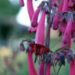 Phygelius rectus 'New Sensation'