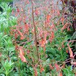 Phygelius rectus 'Salmon Leap'