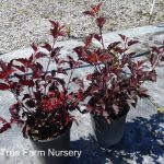 Physocarpus opulifolius 'Coppertina'