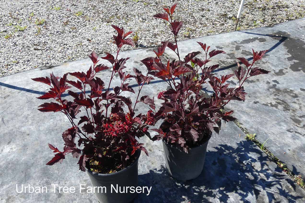 Physocarpus-opulifolius-Coppertina Physocarpus opulifolius 'Coppertina' - Image 1