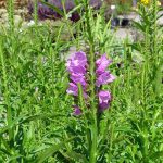 Physostegia virginiana 'Vivid'