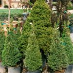 Picea glauca 'Conica'
