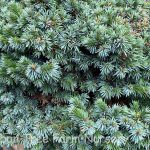 Picea omorika 'Pimoko'
