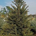 Picea pungens