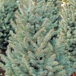 Picea pungens 'Fat Albert'