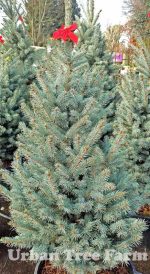 Picea pungens 'Fat Albert'
