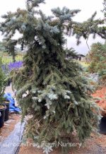 Picea pungens 'Fat Albert' - Image 2