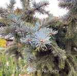 Picea pungens 'Fat Albert' - Image 3