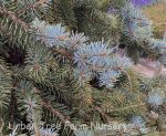 Picea pungens 'Fat Albert' - Image 4