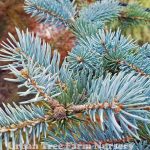 Picea pungens 'Glauca'
