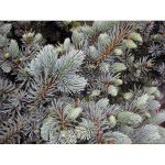 Picea pungens 'Globosa' STD