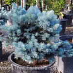 Picea pungens 'Globosa'