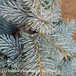 Picea pungens 'Procumbens'