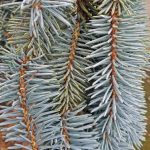 Picea pungens 'The Blues'