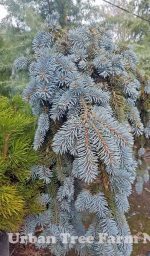Picea pungens 'The Blues' - Image 2