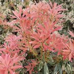 Pieris japonica 'Flaming Silver'