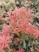 Pieris japonica 'Flaming Silver'