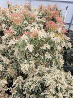 Pieris japonica 'Flaming Silver' - Image 2