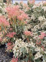 Pieris japonica 'Flaming Silver' - Image 3