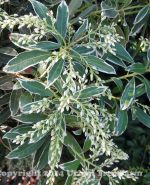 Pieris japonica 'Flaming Silver' - Image 4