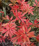 Pieris japonica 'Flaming Silver' - Image 5