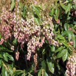 Pieris japonica 'Flamingo'