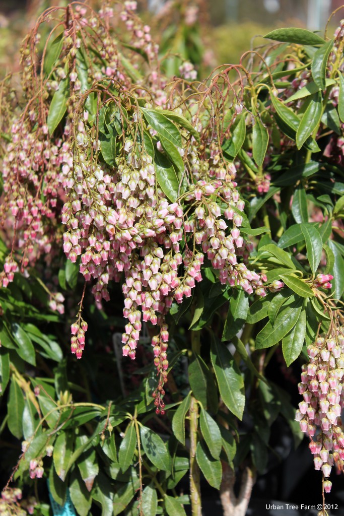 Pieris-japonica-Flamingo Pieris japonica 'Flamingo' - Image 1
