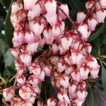 Pieris japonica 'Katsura'