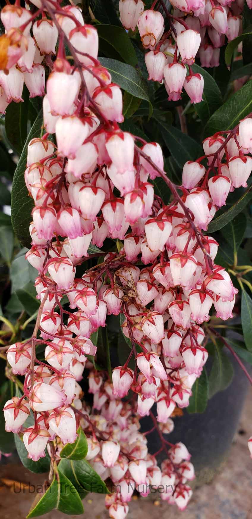 Pieris-japonica-Katsura Pieris japonica 'Katsura' - Image 1
