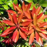 Pieris japonica 'Mountain Fire'