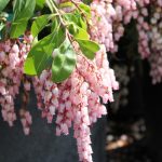 Pieris japonica 'Shojo'