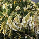 Pieris japonica 'Temple Bell'