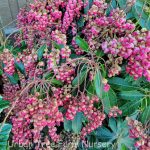 Pieris japonica 'Valley Valentine'