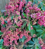 Pieris japonica 'Valley Valentine'