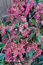Pieris japonica 'Valley Valentine' - Image 2