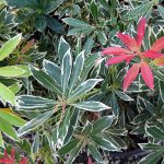 Pieris japonica 'Variegata'