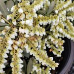 Pieris taiiwanensis 'Snow Drift'