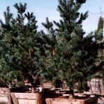 Pinus flexilis 'Vanderwolf'